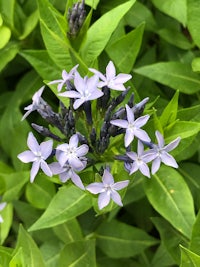 a small group of blue flowers in a green plant