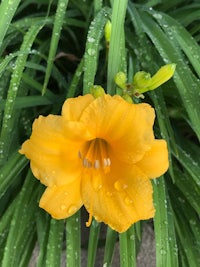 a yellow flower with water droplets on it