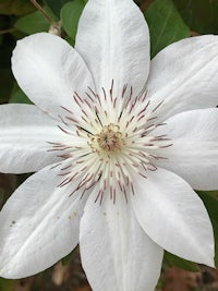 a white clematis flower with a brown center