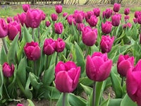 many purple tulips are growing in a field