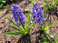 hyacinths blooming in a garden