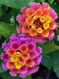 colorful lantanas in a garden with green leaves