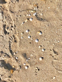 the sand is covered in shells